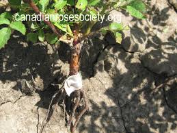 Where can i find dutchmaster nurseries in canada? Roses In A Small Garden Just Another Wordpress Com Site