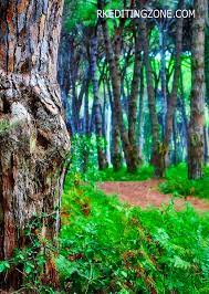 Once you've captured all the images you want, it's time to edit. Full Hd Tree Background For Editing Novocom Top