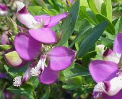 Image result for Polygala myrtifolia