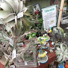 Knollwood Garden Center On Instagram Tillandsia Are Also Called Airplants Because Of Their Natural Propensity To Cling Wh Air Plants Garden Center Tillandsia