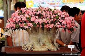 Pin On Great Bonsai Trees