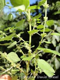 Image result for Parietaria debilis