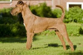 Image result for irský teriér