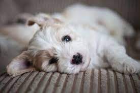 What size are cavachon puppies? Cavachon Dogs 101 Lovetoknow