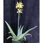 Image result for Aloe cameronii × greatheadii