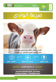 مزارع شركة مزرعتى مزرعة الوادى أفضل لاسلات الأبقار والجاموس و الأغنام كما نستخدم أفضل الأساليب فى التغذية 01006276865 animals cow buffalo