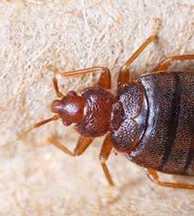 Termokil pest control experts 8077417755, 8475028627 about us termokil pest control. Neelam Pest Control Services