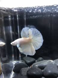 When i went to buy my new fish, there were white bettas called white opals and black ones called black orchids. Live Betta Fish Beautiful Young White Opal Half Moon Male Imported From Thailand Betta Fish Betta Fish Pet