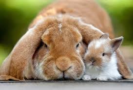 Kaninchen schlappohren zwergwidder hasen in haustiere > kleintiere & zubehör. Kaninchen D Jappy De Haustiere Susse Tiere Babytiere