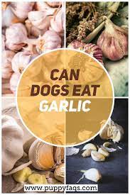 Can Dogs Eat Garlic Is It Safe Puppyfaqs Can Dogs Eat Dog Eating Garlic For Dogs