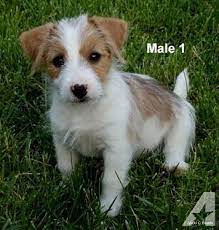 Long Haired Jack Russell Terrier Puppies For Sale In Kent Google Search Jack Russell Terrier Puppies Jack Russell Dogs Jack Russell Puppies