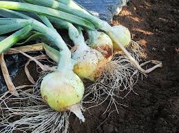 Https Xn M9jp4402bdtwxkd8n0a Com Tamanegi Sodatekata 5834 Html