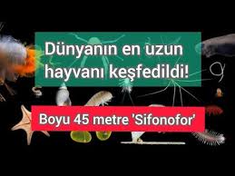 Dunyanin En Uzun Hayvani Kesfedildi Boyu 45 Metre Sifonofor Youtube In 2020 Make It Yourself Interactive