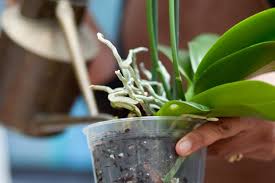 Avoid drafts, cold spaces, rooms with sudden temperature drops and hot air vents. A Beginner S Guide To Growing And Caring For Orchids Diy Morning