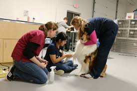 Pet kare clinic provides 24/7 emergency care for your pet. Veterinary Clinic For Homeless Pet Owners Meets Growing Demand