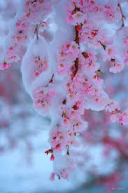 Frozen Cherry Blossoms Flowers Blossom Beautiful Flowers