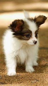 60 Amazing Animal Iphone Wallpaper Free To Download Godfather Style Dog Wallpaper Cute Animals Dog Wallpaper Iphone