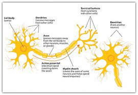 What are the parts of neuron and their functions? Neuron Wikipedia