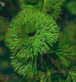 Image result for Cabombaceae