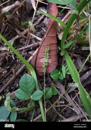 Image result for Sacciolepis indica