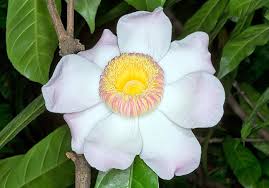 Image result for Manniella gustavi