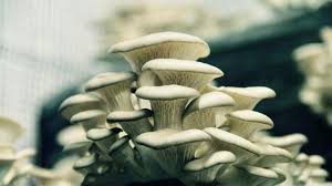 When you move it into the fruiting room, cut away at the bag so the mushrooms can start to grow. La Caverne Growing Mushrooms Under The Streets Of Paris Urbanity Reset Org