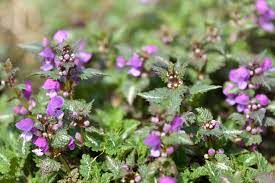 Taksonomi, plant type for spotted dead nettles. How To Grow And Care For Spotted Dead Nettles