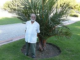 Image result for Raphia rostrata