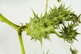 Sep 20, 2016 · jimson weed (datura stramonium) is a beautiful, witchy plant that begins blooming in late summer and continues through the first frost. Thornapple Pest Agriculture And Food