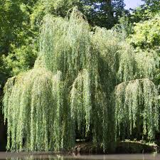 Image result for Salix babylonica