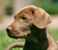 Puppy kindergarten and mingling with everyone in the neighborhood are good starts, as is a dog park. Mocho The Chocolate Lab Weimaraner Weimaraner Puppies Lab Mix Puppies Weimaraner