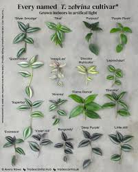 Image result for Tradescantia zebrina