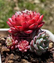 Image result for Senecio subsessilis