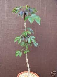 Image result for Jatropha gossypiifolia