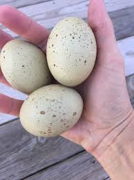 The quetros had tufted ears, pea comb, full tail and laid brown eggs. Blue Isbar Speckled Green Chicken Eggs Isbar Chicken Chicken Eggs Fancy Chicken