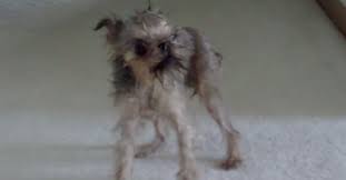 The first dog after bath behavior that you may notice is likely to stem from relief. This Wet Dog Definitely Looks Angry But When I Turned The Volume On So Hilarious Dogs Angry Dog Talking Dog