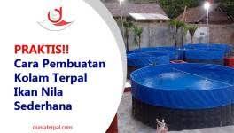 Praktis Cara Pembuatan Kolam Terpal Ikan Nila Sederhana Kolam Ikan Sederhana