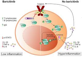 Image result for Baricitinib