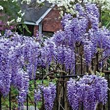 Fast Growing Hanging Buds For Trellis Blue Moon Reblooming Wisteria Spring Hill Nursery Wisteria Plant Spring Hill Nursery Wisteria