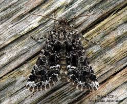 Image result for Hadena perplexa