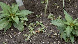 Yellow star thistle is an invasive weed that grows from 30 to 90 cm (12 to 36 inches) tall. Weed Identification Guide Better Homes Gardens