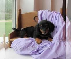Look at pictures of dachshund puppies in iowa who need a home. View Ad Dachshund Puppy For Sale Near Iowa Le Mars Usa Adn 260435