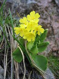 Primula Auricula Primula Auricula Primula Plants
