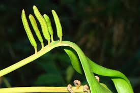 Image result for Ophioglossaceae
