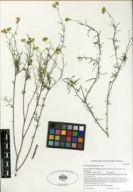 Image result for Senecio aetfatensis