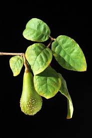 Image result for Schrebera trichoclada