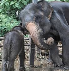 Baby Elephant Rescue in Thailand | Elephant Sanctuary | Globalteer
