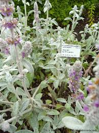 Image result for Stachys aculeolata
