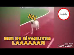 Saldiran Kangal Kopegine Ben De Sivas Liyim Diyen Adam Komik Kisa Vide 2020 Kangal Kopegi Komik Ayi