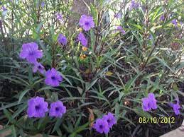 Things to do hotels blogs. Purple Flowers In The Garden Of The Hotel Picture Of The Saint Augustine Beach House Vilano Beach Tripadvisor